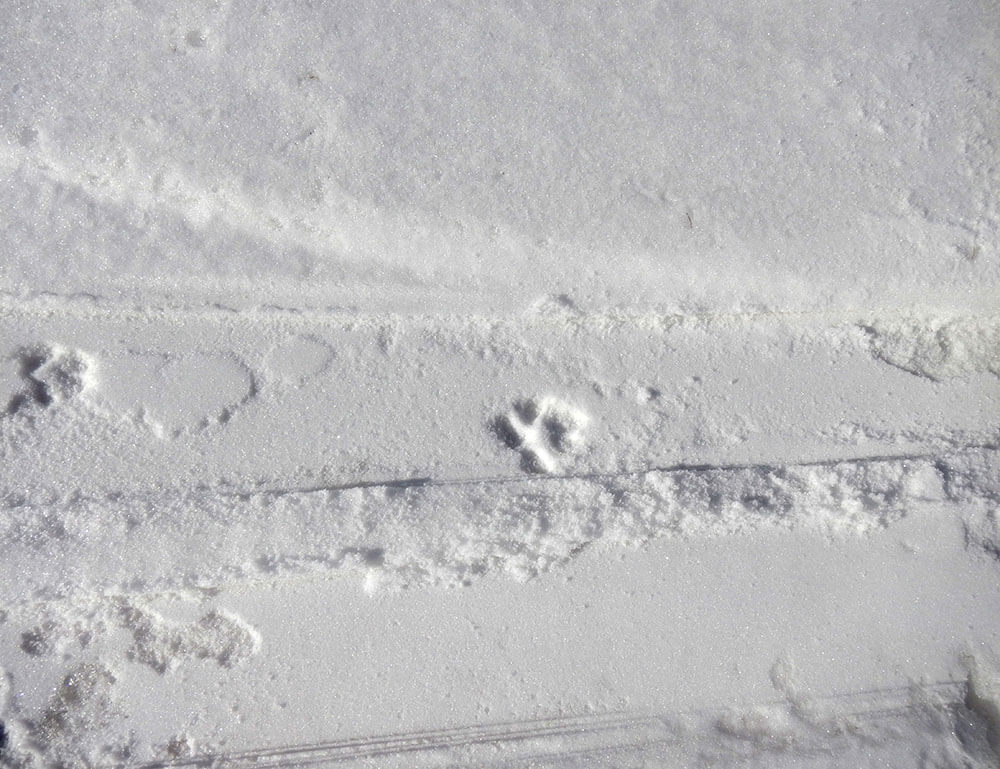 Vallon d'Ambin : Maurienne